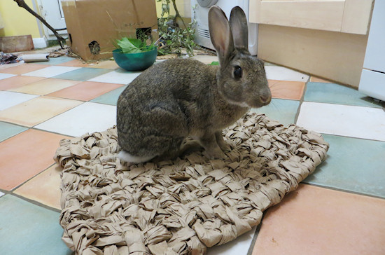 scamp testing new mat