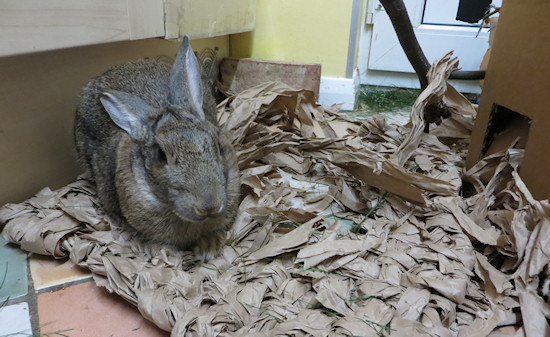 rabbit eats mat