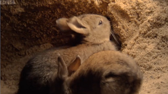 Aww, cute baby rabbits... science what science.