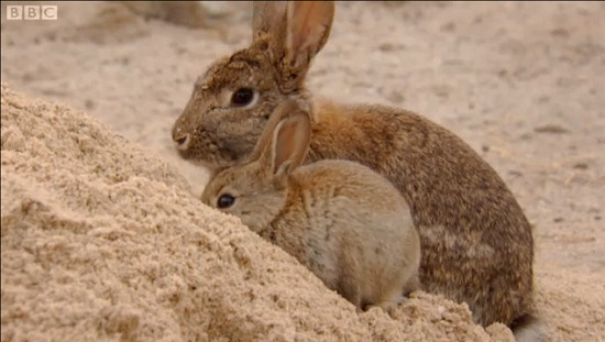mum and baby rabbit