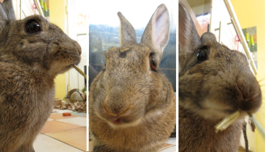 testing hay varieties