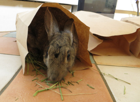 readigrass - quick dried grass - very tasty