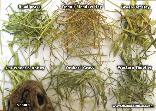 meadow hay, orchard grass, readi grass, timothy hay, oat hay