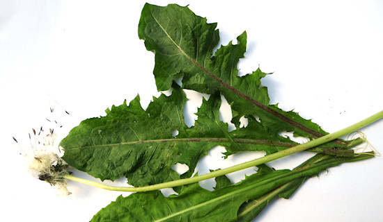 can guinea pigs eat dock leaves