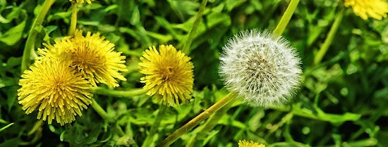 Dandelion Flowers (because mine have all been eaten! #pixabay.com/en/dandelions-flower-dandelion-seeds-66719/