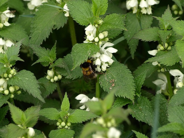 dead nettle