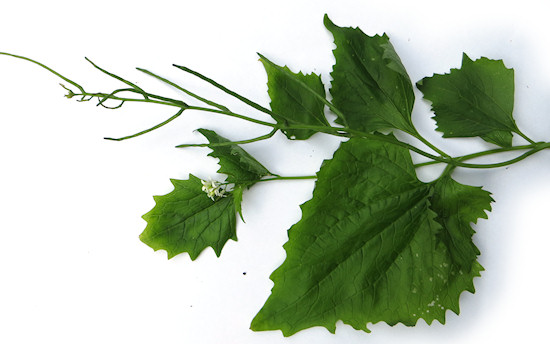 garlic mustard