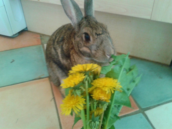 Scamp (the reason I had trouble finding dandelions to photograph).