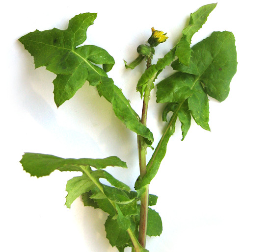 Smooth Sow Thistle