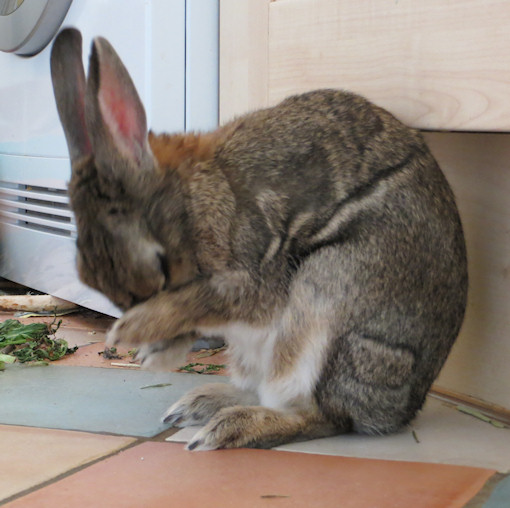 Really, was that necessary? I already washed behind my ears today.