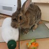 frozen water bottle rabbit