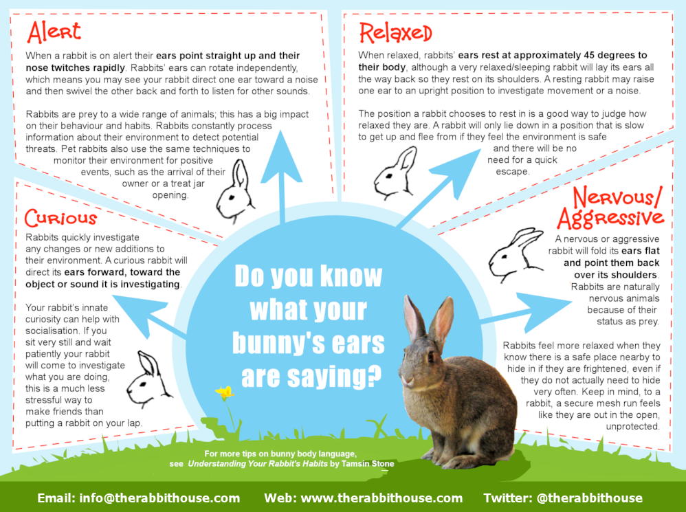 Animal Behaviour & Welfare Course – The Rabbit House