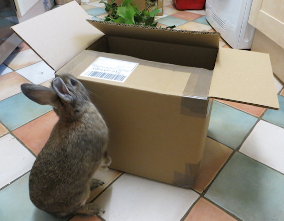 bunny box