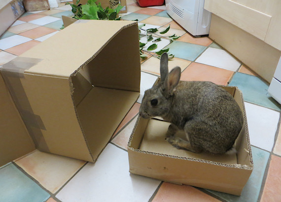 diy rabbit enrichment