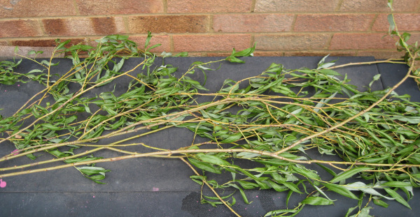 cutting willow for weaving