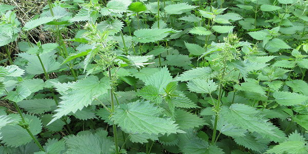 stinging nettle