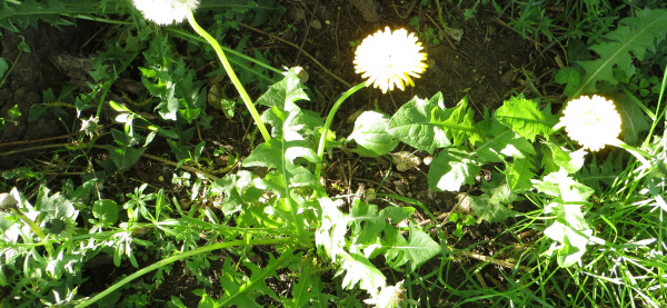 forage dandelion