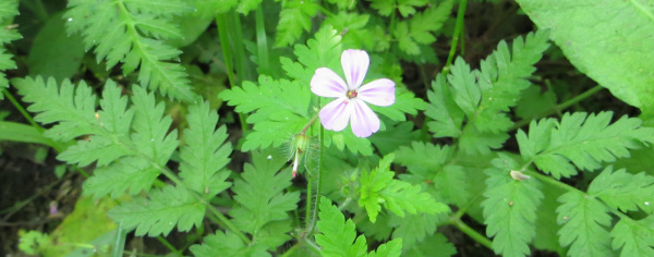 forage herb robert