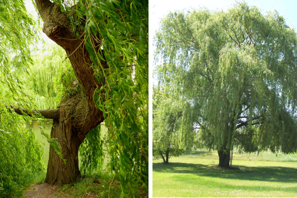 willow tree
