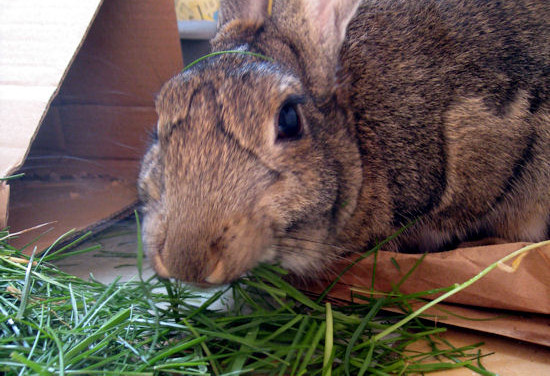 is pasture hay good for rabbits