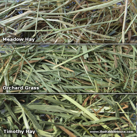 alfalfa hay for baby rabbits