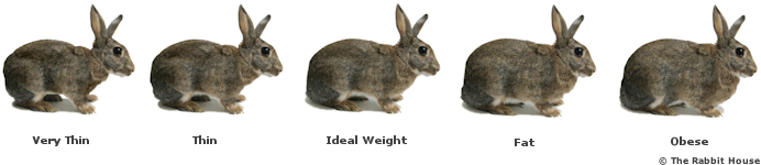 Mini Lop Weight Chart