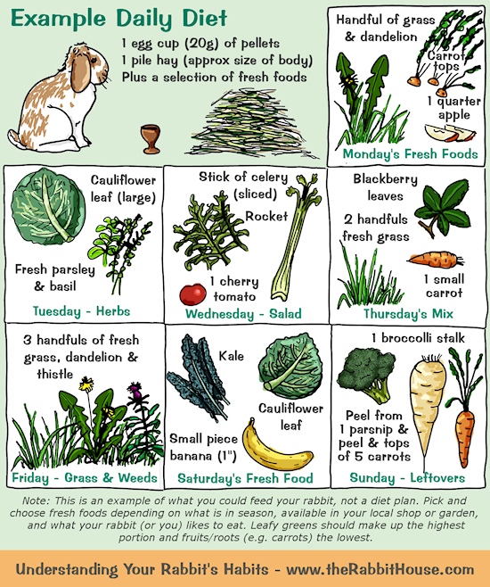 rabbit diet list