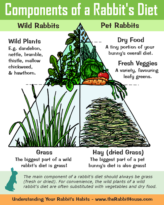 Rabbits Diet - Hay/Grass 