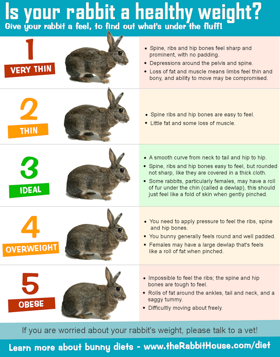 Is my rabbit too fat or too thin? Monitoring Your Rabbit's Weight