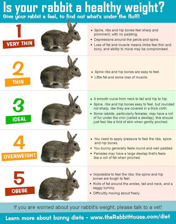 Rabbit Size Chart