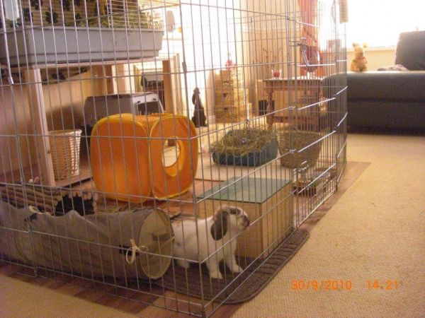 diy bunny playpen