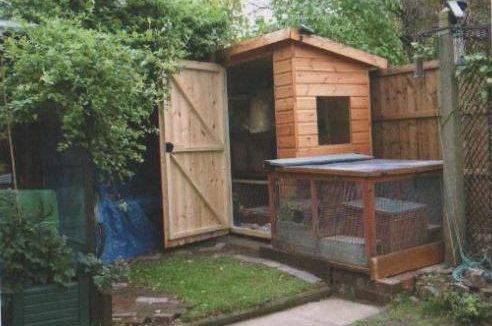 Shed as a Rabbit House