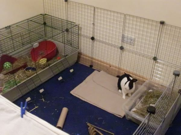 Rabbit Indoor Play Pen Gallery - Inspiration for Your Rabbit Housing