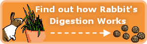 Find out how Rabbit Digestion works