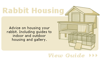 Advice on housing your rabbit. Including guides to indoor and outdoor housing and gallery.