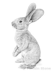 rabbit art drawings paintings