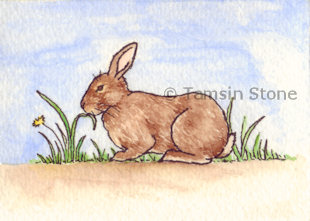 rabbit grazing drawings sketches brown rabbits colour