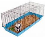 Rabbit Ranch Giant