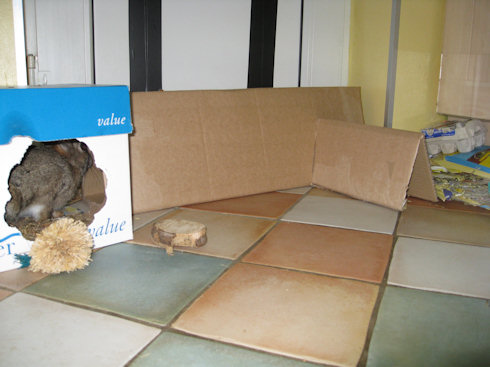 Rabbit Toys: Homemade Cardboard Tunnels