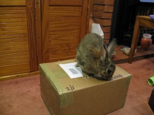 Oops, now how are you going to get them out? I told you to add a door ...