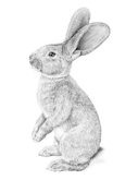 flemish giant rabbit