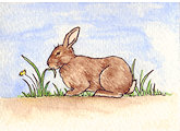brown rabbit grazing