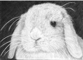 mini lop rabbit