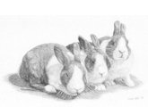 dutch rabbits